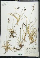 Carex montanensis image