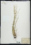 Carex multicaulis image