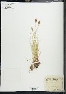 Carex muricata image