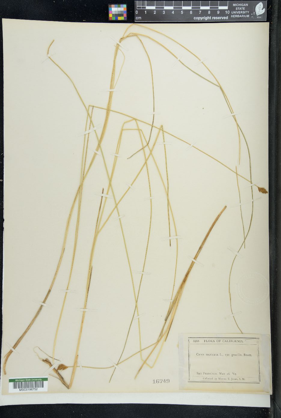 Carex muricata image