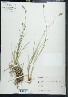 Carex nervina image