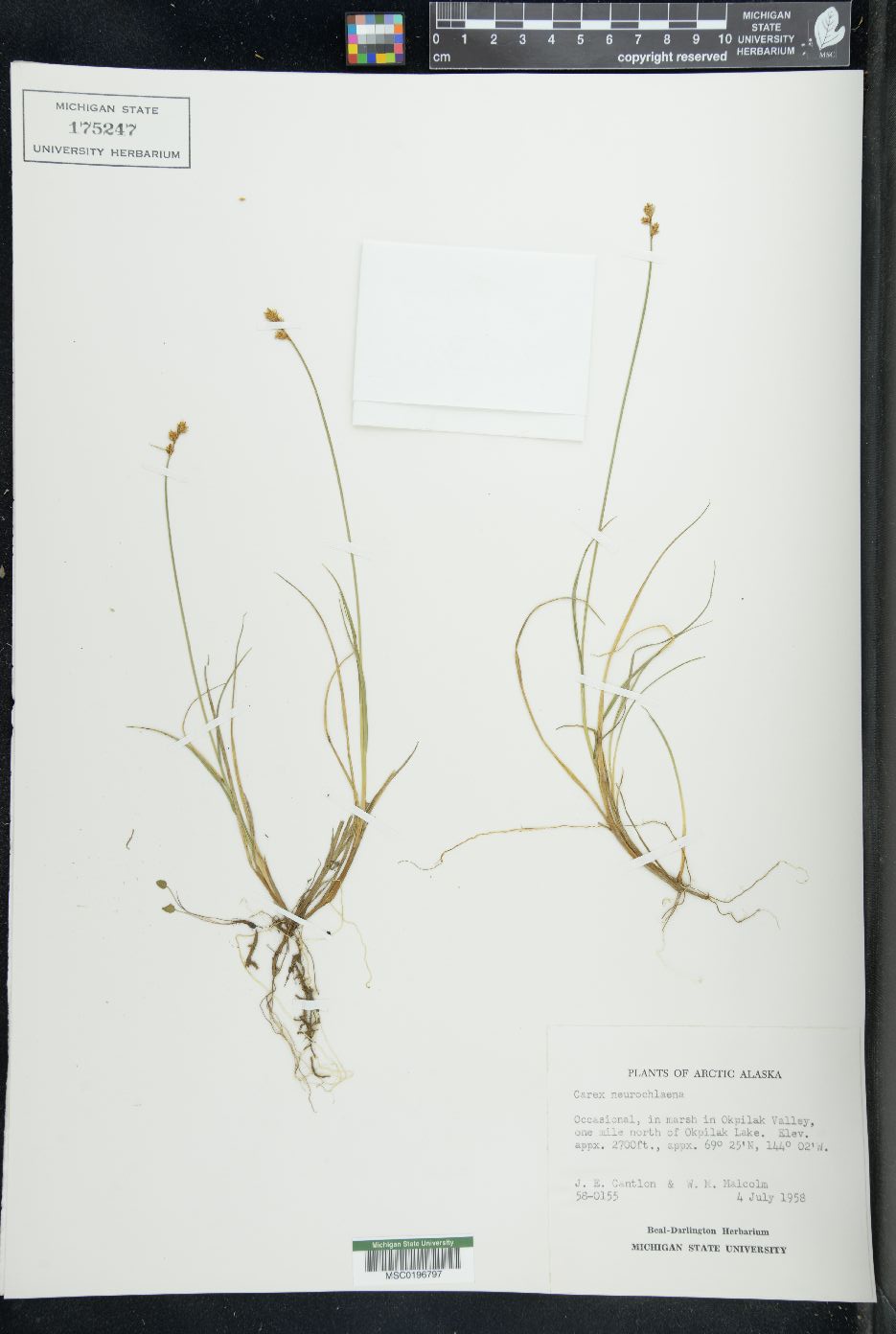 Carex neurochlaena image