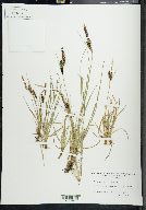 Carex nigra image