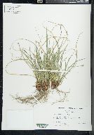 Carex nigromarginata image