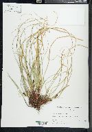 Carex nigromarginata image