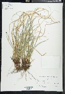 Carex nigromarginata image
