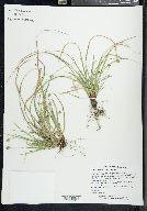 Carex nigromarginata image