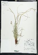 Carex nigromarginata image