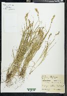 Carex normalis image