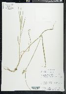 Carex normalis image