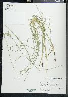 Carex normalis image