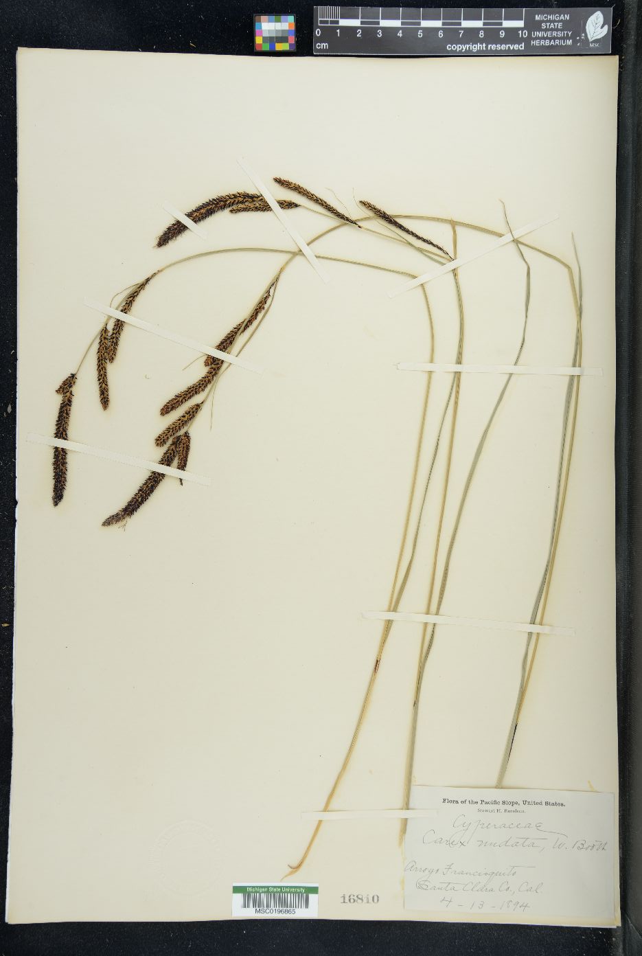 Carex nudata image