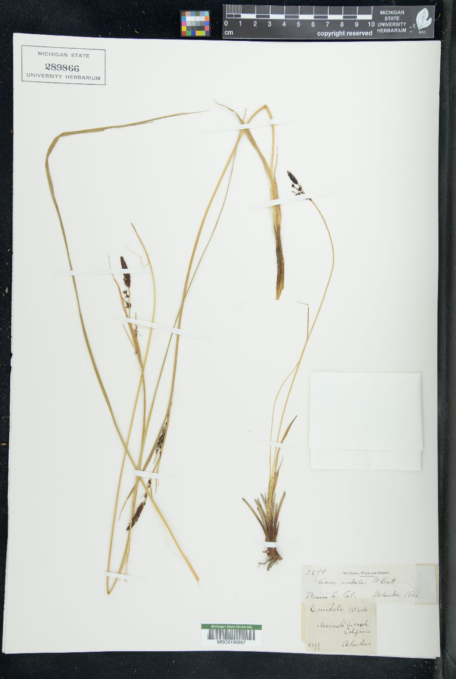 Carex nudata image