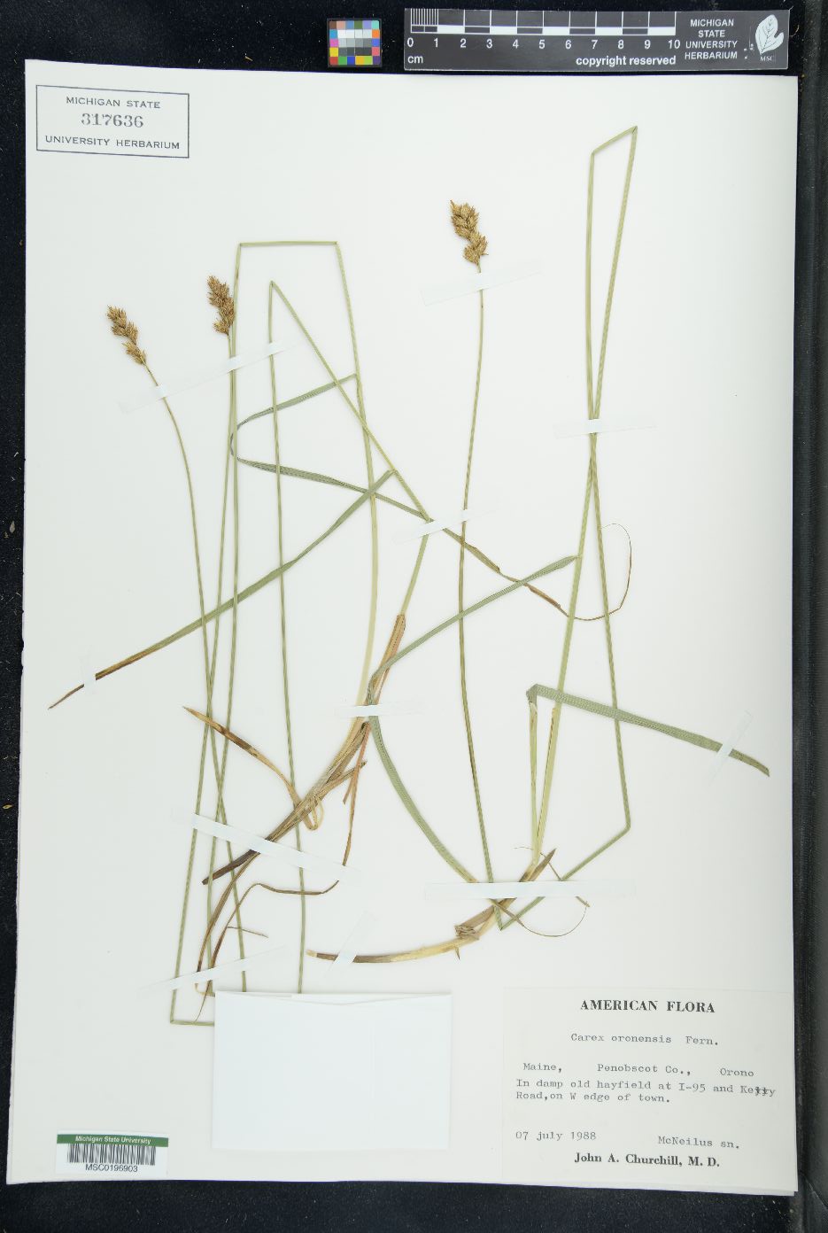 Carex oronensis image