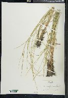 Carex oligosperma image