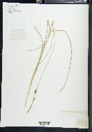 Carex oligosperma image