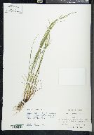 Carex oligocarpa image