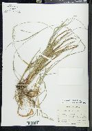 Carex ouachitana image
