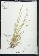 Carex oxylepis image