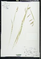 Carex oxylepis image