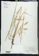 Carex paleacea image