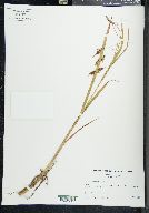 Carex paleacea image