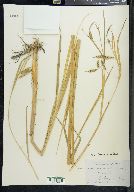 Carex paleacea image