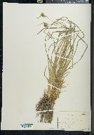 Carex pallescens image