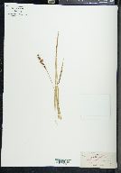 Carex pallescens image