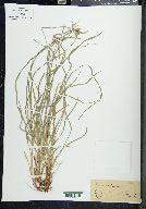 Carex pallescens image