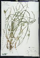 Carex pallescens image