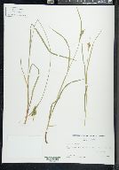 Carex pallescens image