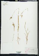 Carex pallescens image