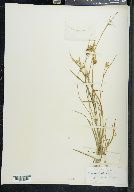 Carex pallescens image