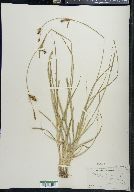 Carex panicea image