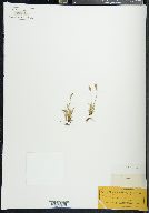 Carex parryana image