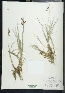 Carex paupercula image