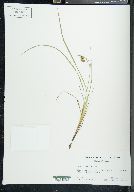 Carex paupercula image