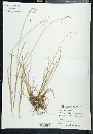 Carex paupercula image