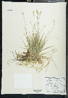 Carex peckii image