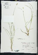 Carex phyllomanica image