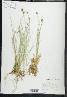 Carex phaeocephala image