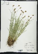 Carex phaeocephala image