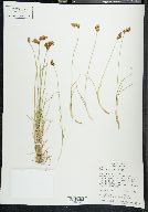 Carex phaeocephala image