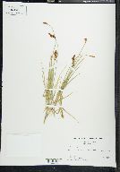 Carex phaeocephala image