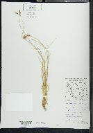 Carex phaeocephala image