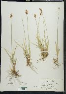 Carex phaeocephala image