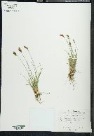 Carex phaeocephala image