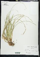 Carex picta image