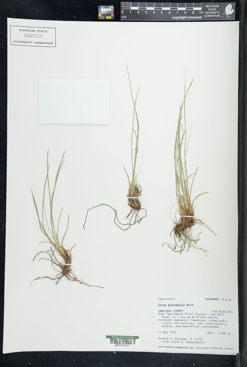 Carex pityophila image